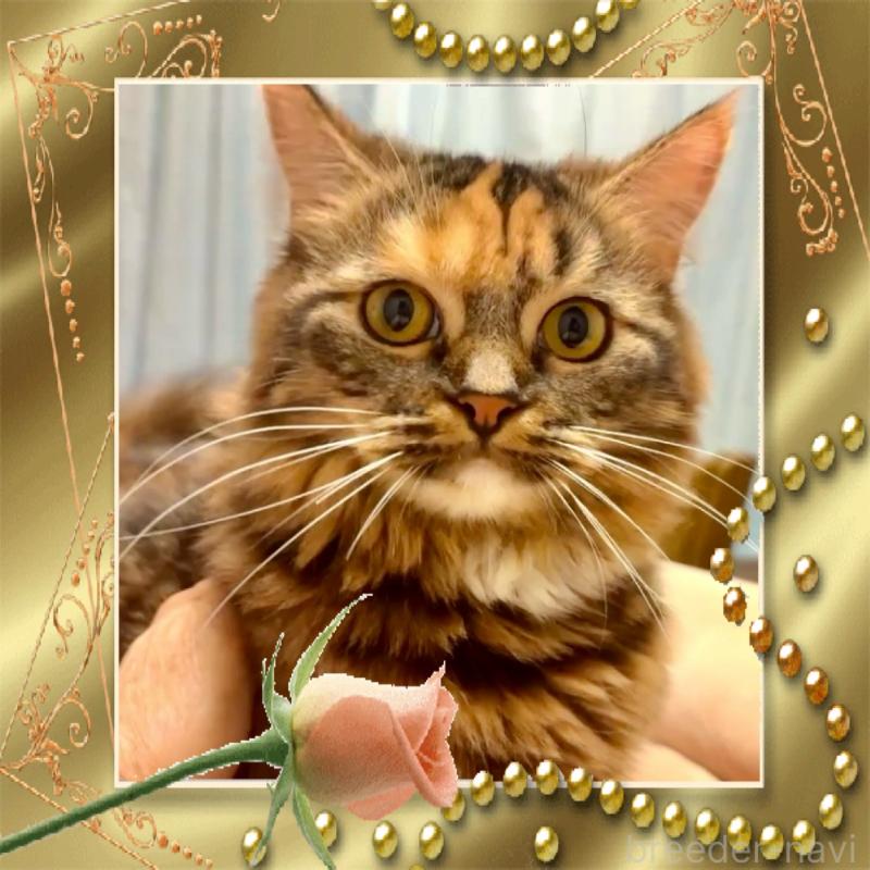 成約済の大阪府のスコティッシュストレート-109687の4枚目