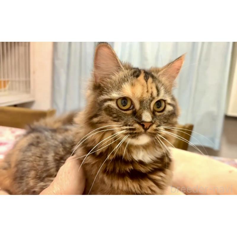 成約済の大阪府のスコティッシュストレート-109687の3枚目