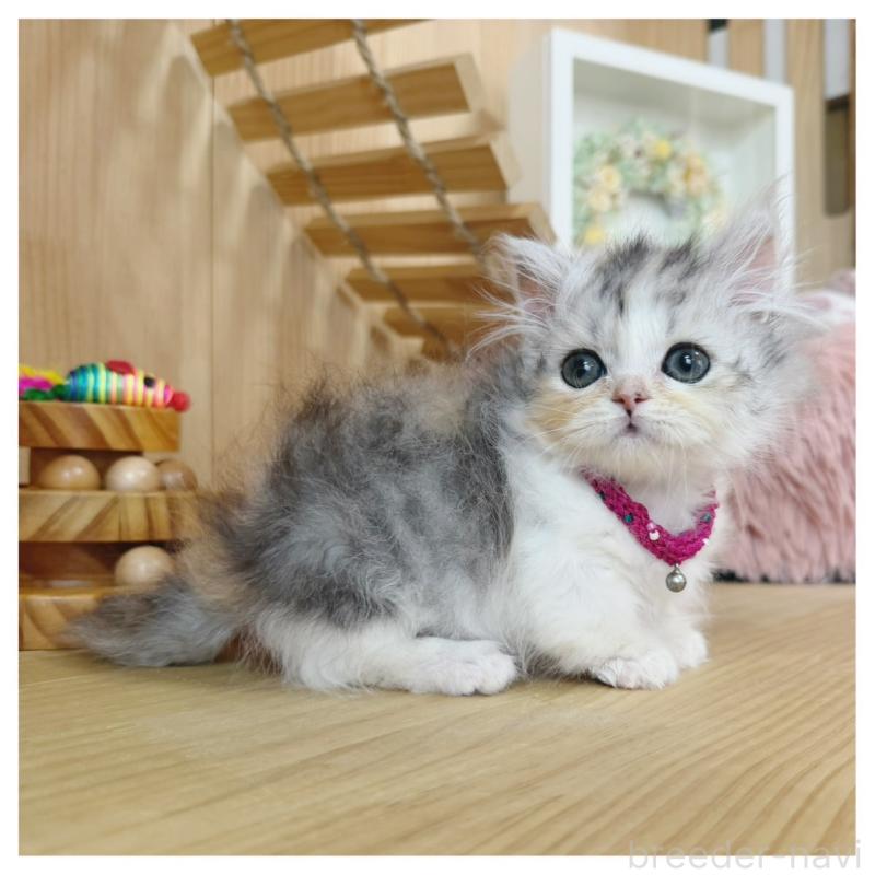 販売中の長野県のミヌエット(短足)-132744の12枚目