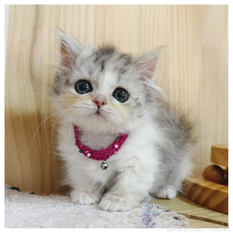 販売中の長野県のミヌエット(短足)-132744