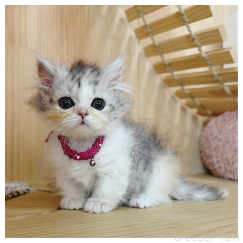 販売中の長野県のミヌエット(短足)-132744の11枚目