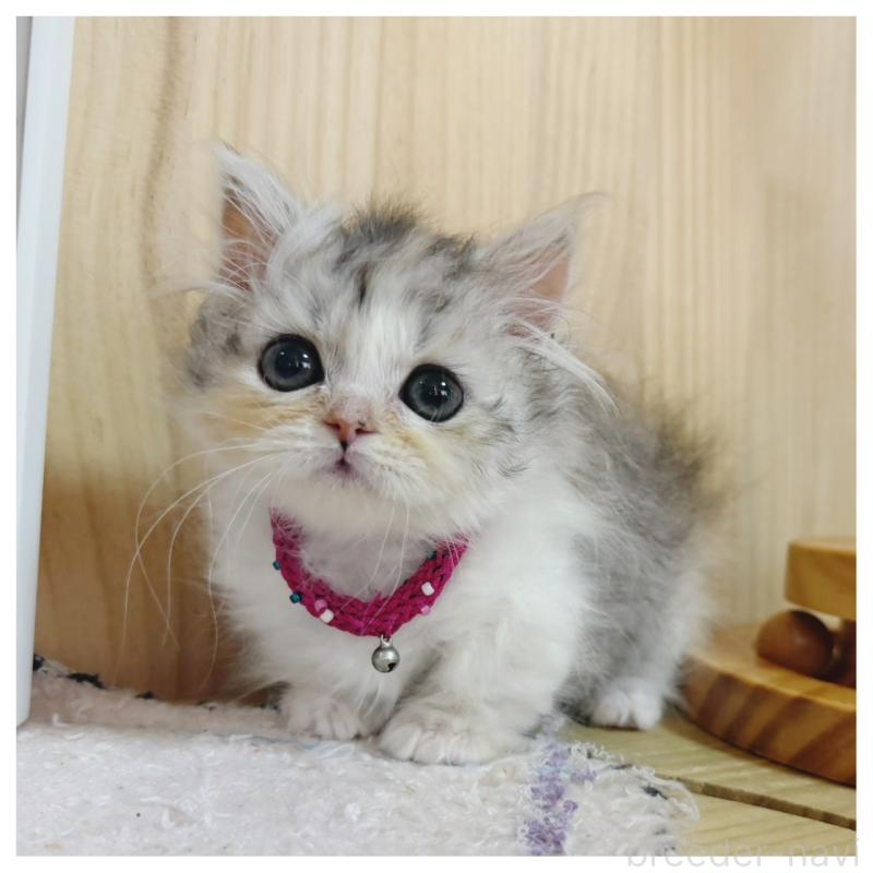 販売中の長野県のミヌエット(短足)-132744の10枚目