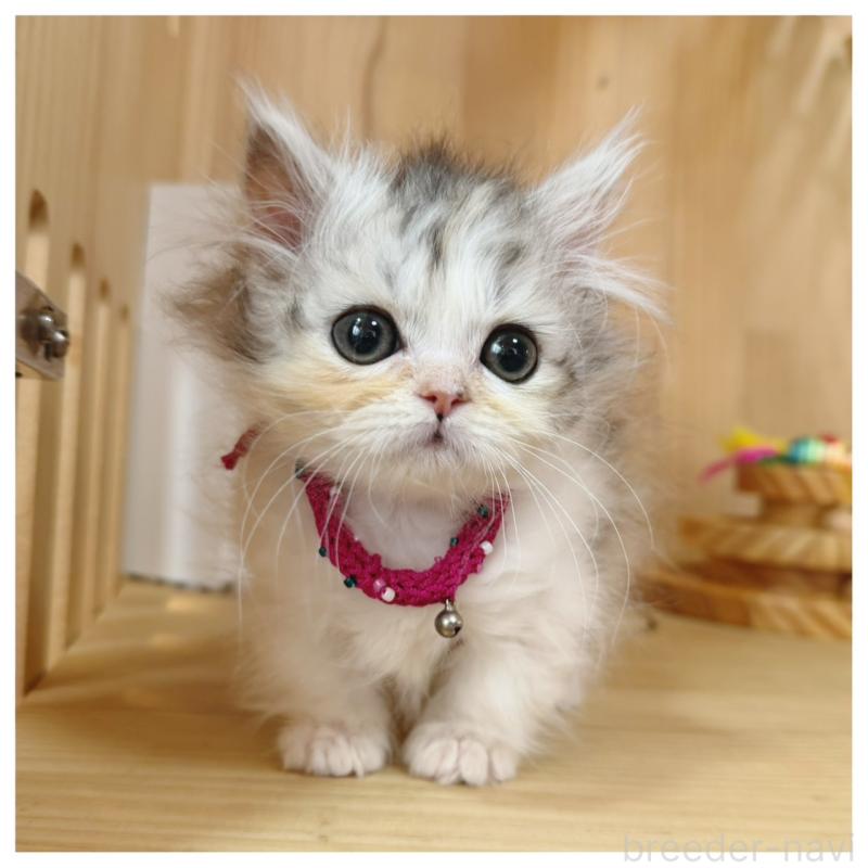 販売中の長野県のミヌエット(短足)-132744の9枚目