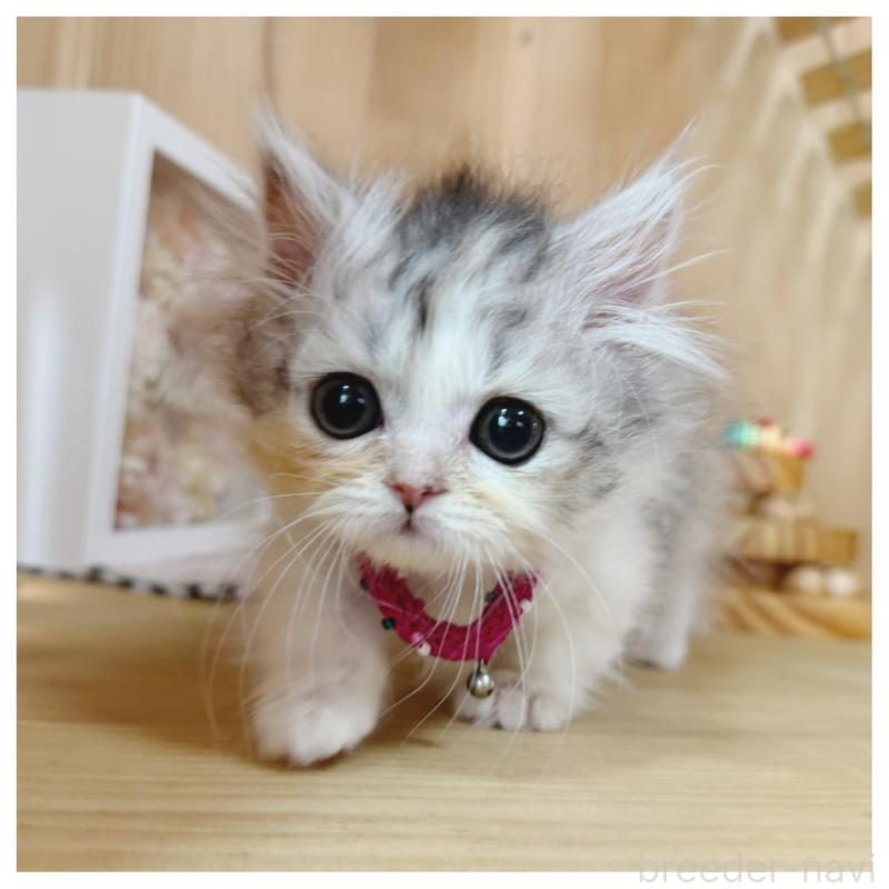 販売中の長野県のミヌエット(短足)-132744の8枚目