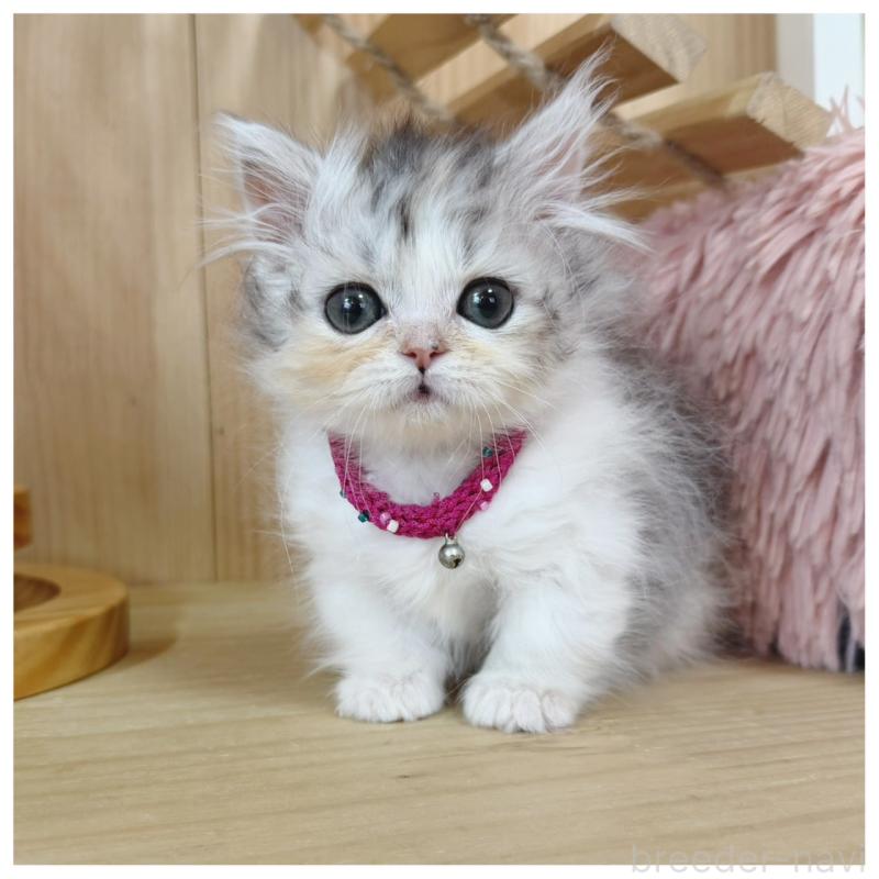 販売中の長野県のミヌエット(短足)-132744の7枚目