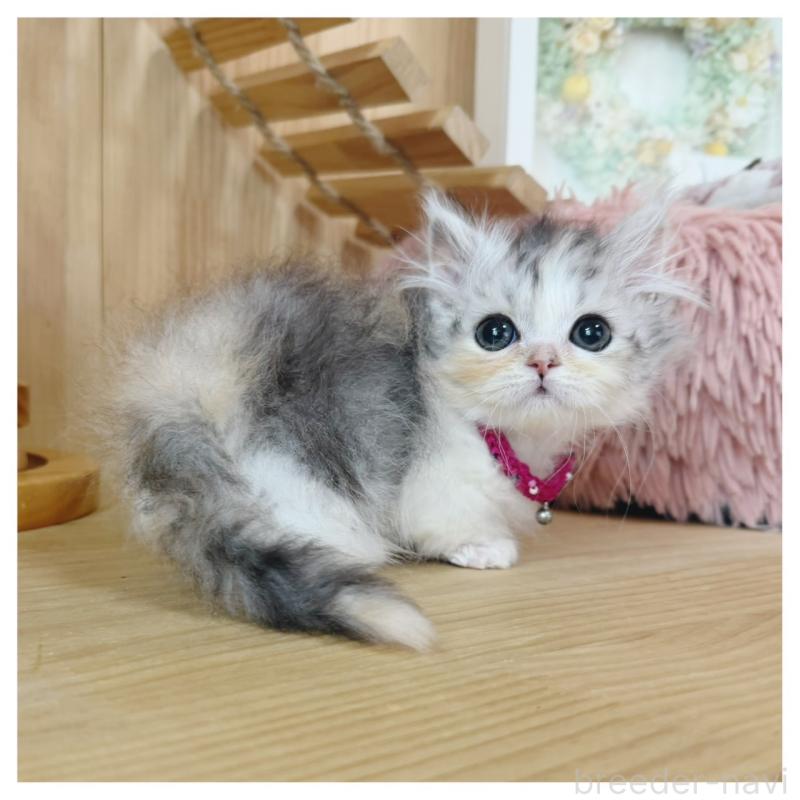 販売中の長野県のミヌエット(短足)-132744の6枚目