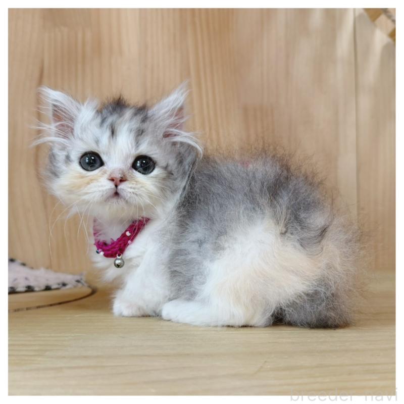 販売中の長野県のミヌエット(短足)-132744の5枚目