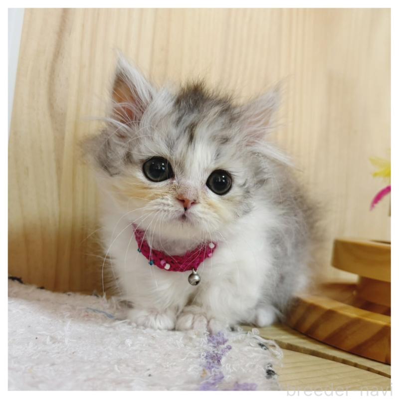 販売中の長野県のミヌエット(短足)-132744の4枚目