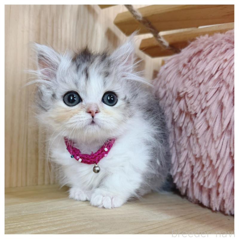 販売中の長野県のミヌエット(短足)-132744の3枚目