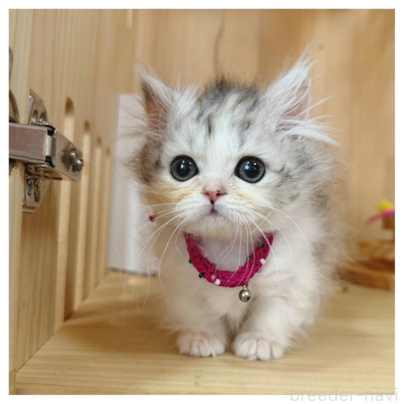 販売中の長野県のミヌエット(短足)-132744の2枚目