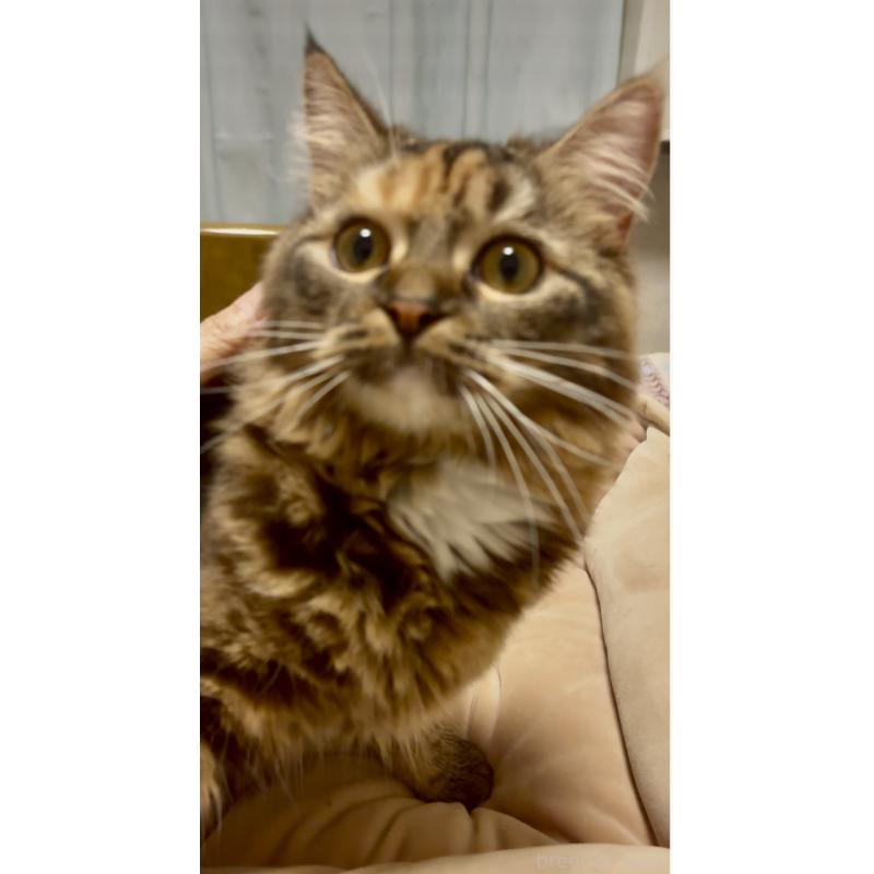 成約済の大阪府のスコティッシュストレート-109687の2枚目