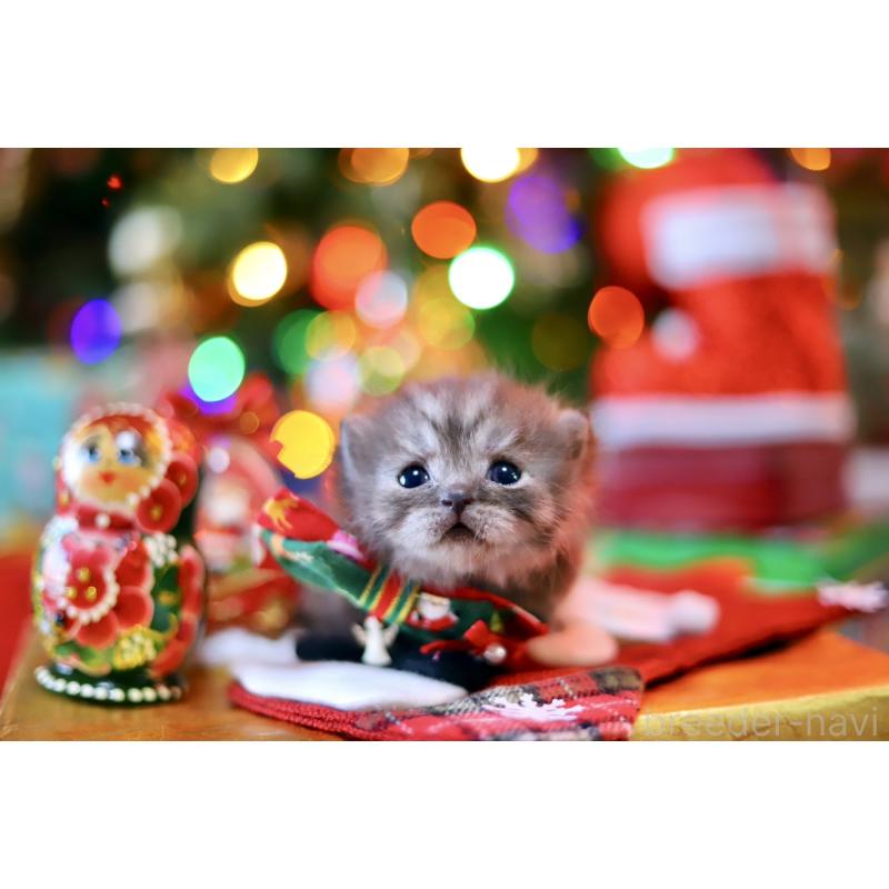 販売中の北海道のマンチカン-132745の10枚目