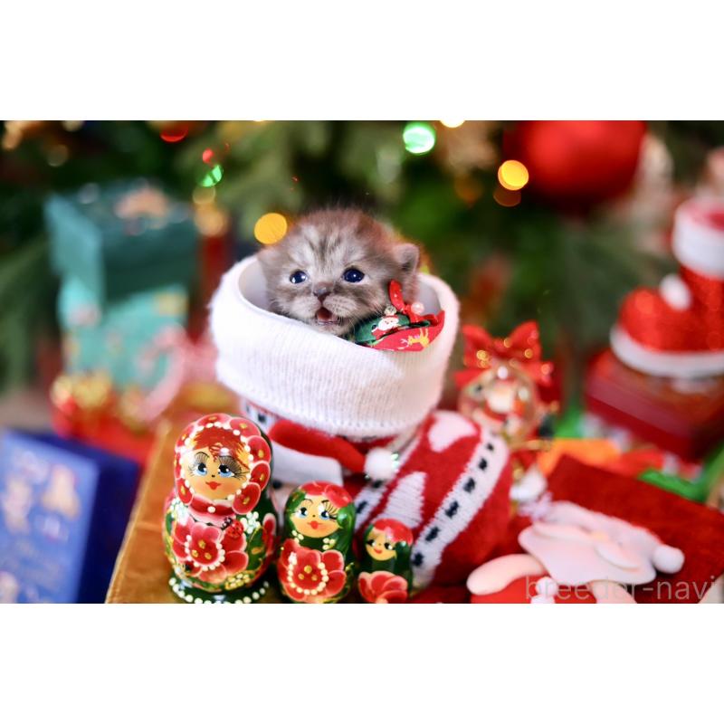 販売中の北海道のマンチカン-132745の9枚目