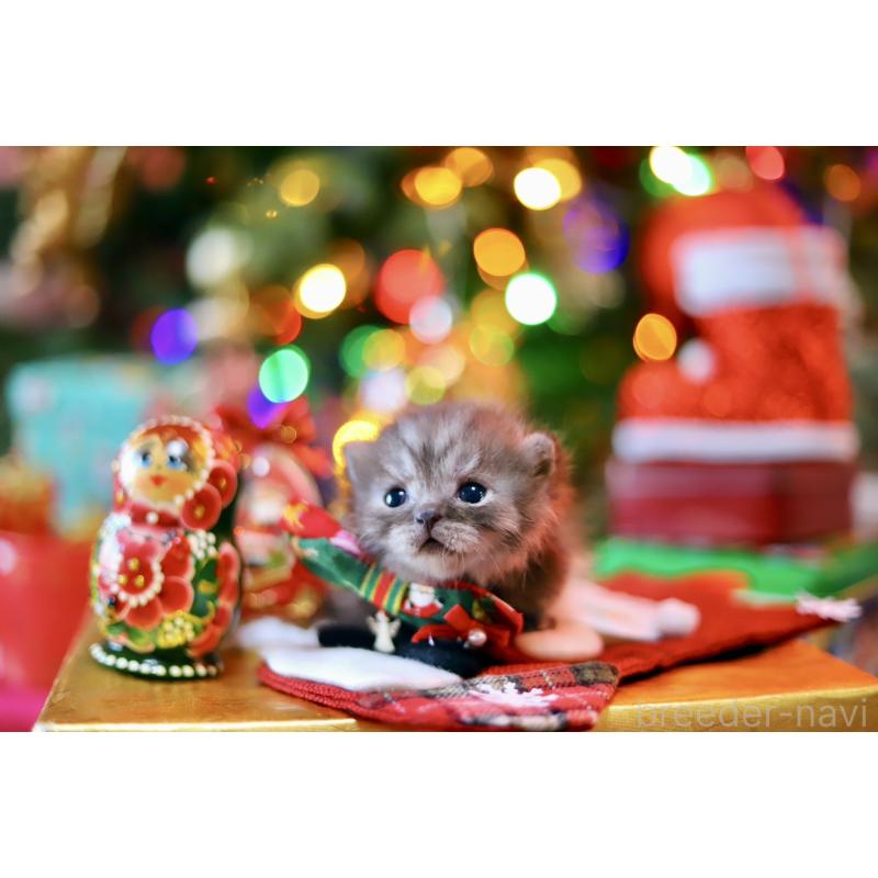 販売中の北海道のマンチカン-132745の8枚目