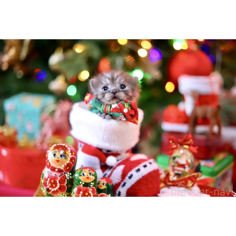 販売中の北海道のマンチカン-132745の7枚目