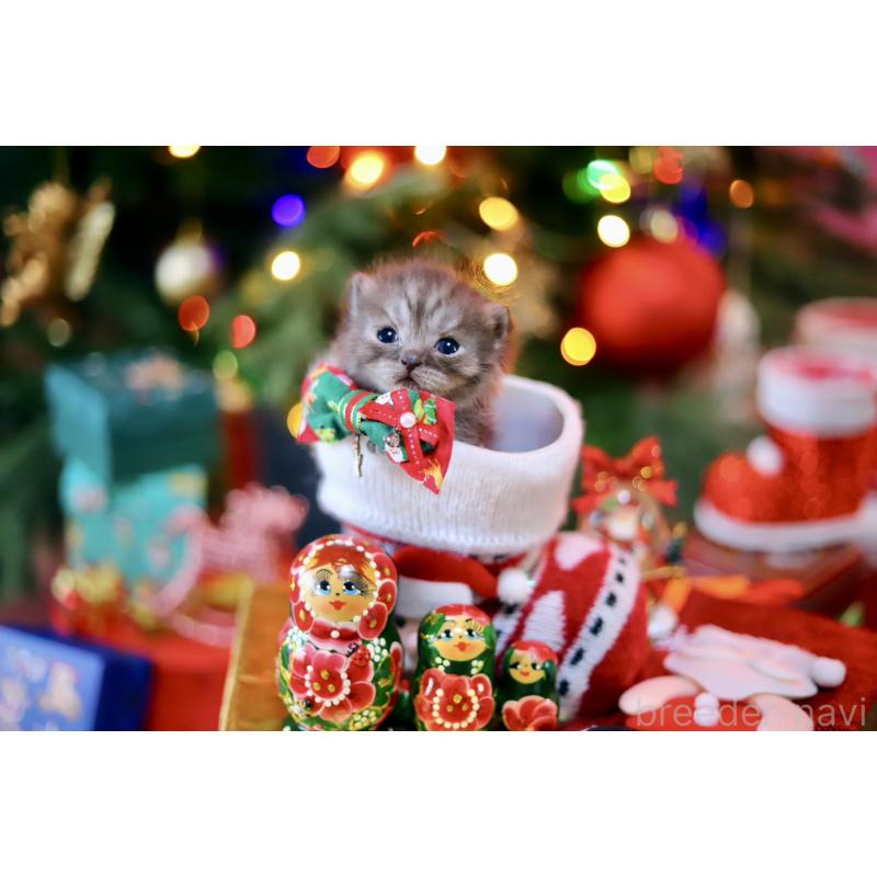 販売中の北海道のマンチカン-132745の6枚目