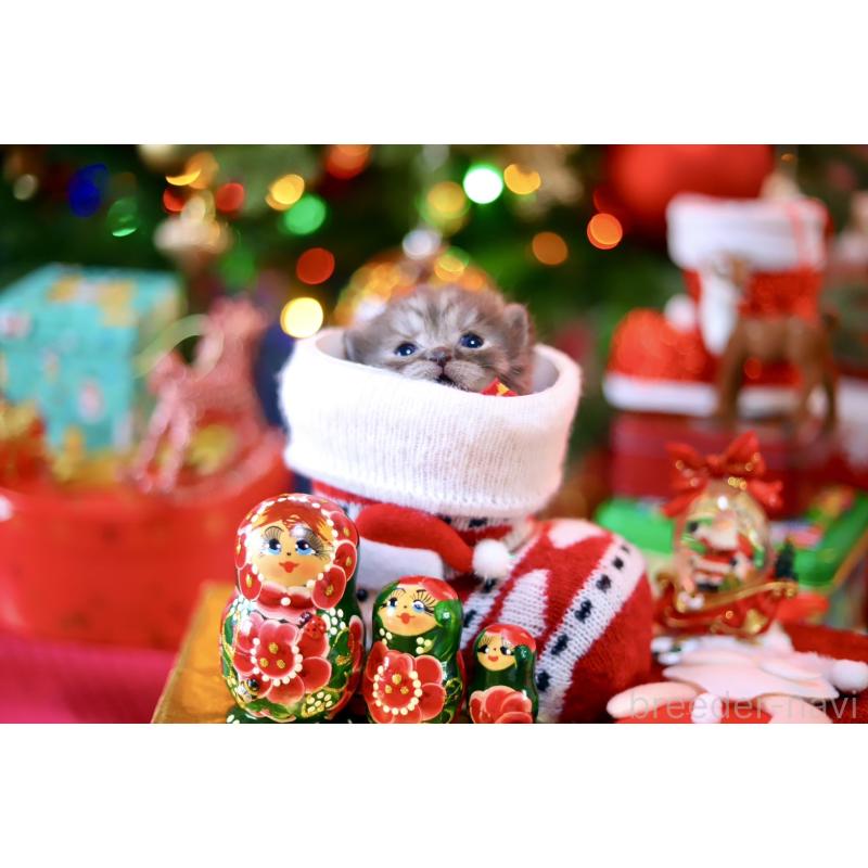 販売中の北海道のマンチカン-132745の5枚目