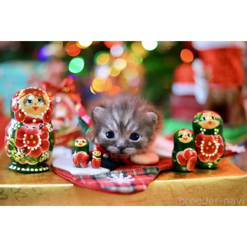 販売中の北海道のマンチカン-132745の4枚目