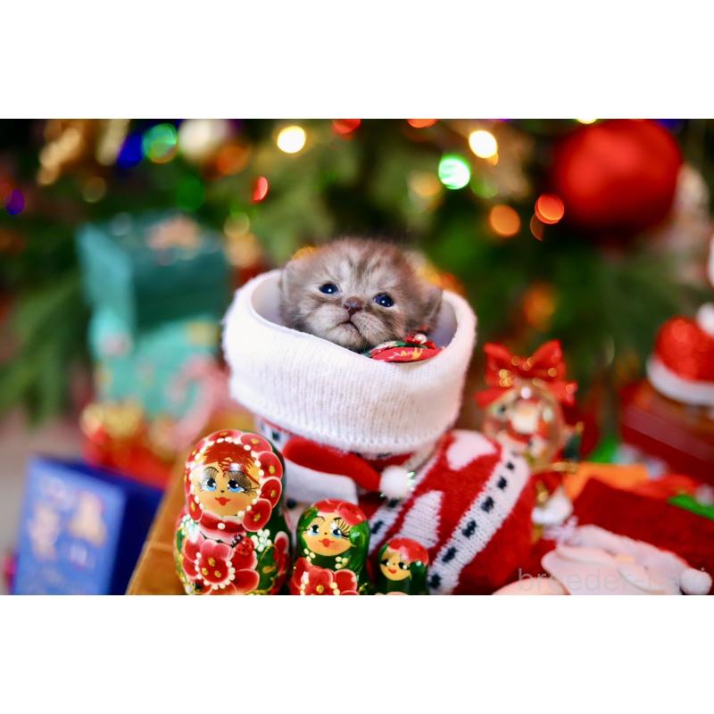 販売中の北海道のマンチカン-132745の3枚目