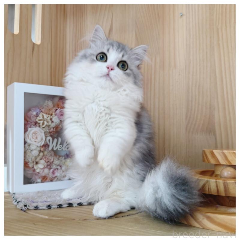 販売中の長野県のミヌエット(短足)-132746の1枚目