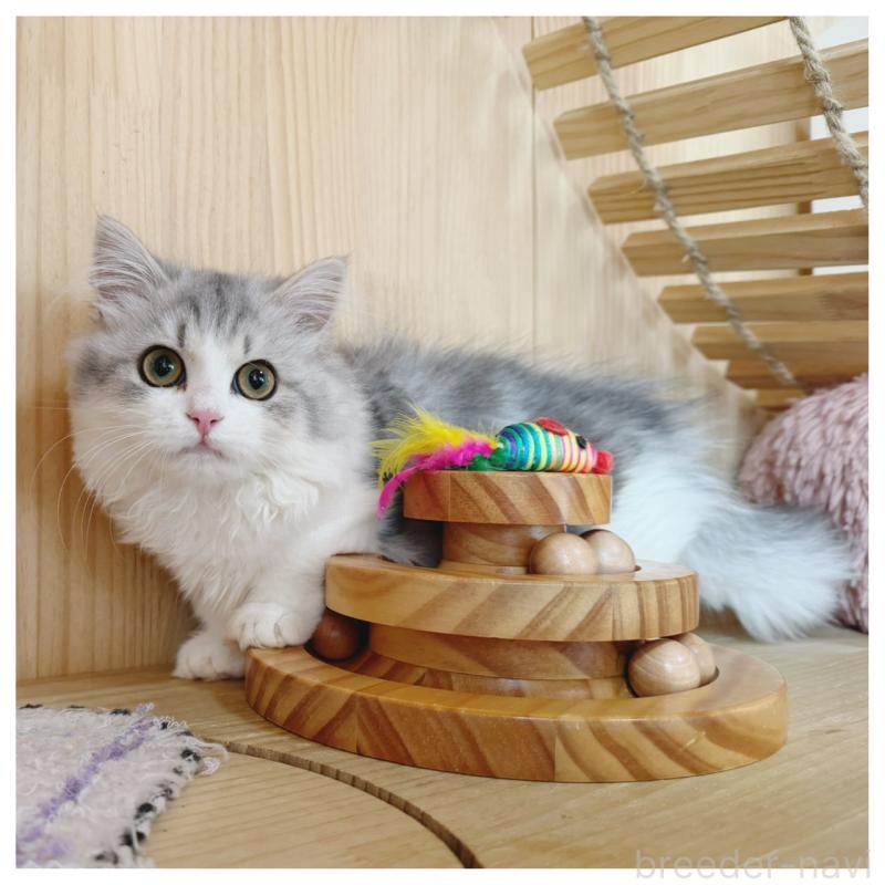 販売中の長野県のミヌエット(短足)-132746の8枚目