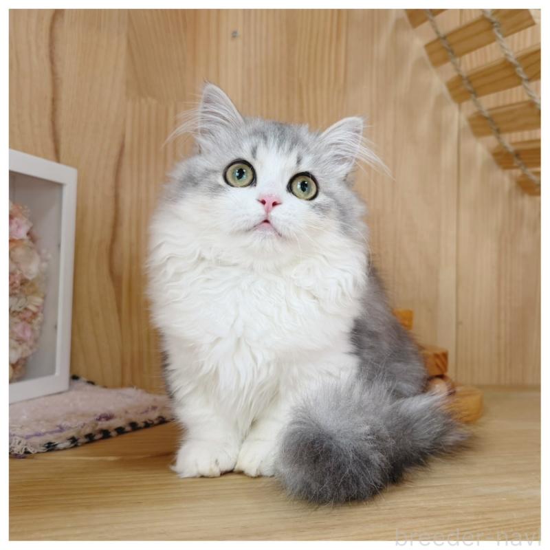 販売中の長野県のミヌエット(短足)-132746の7枚目