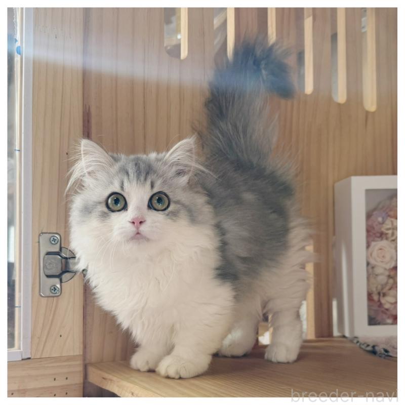 販売中の長野県のミヌエット(短足)-132746の6枚目