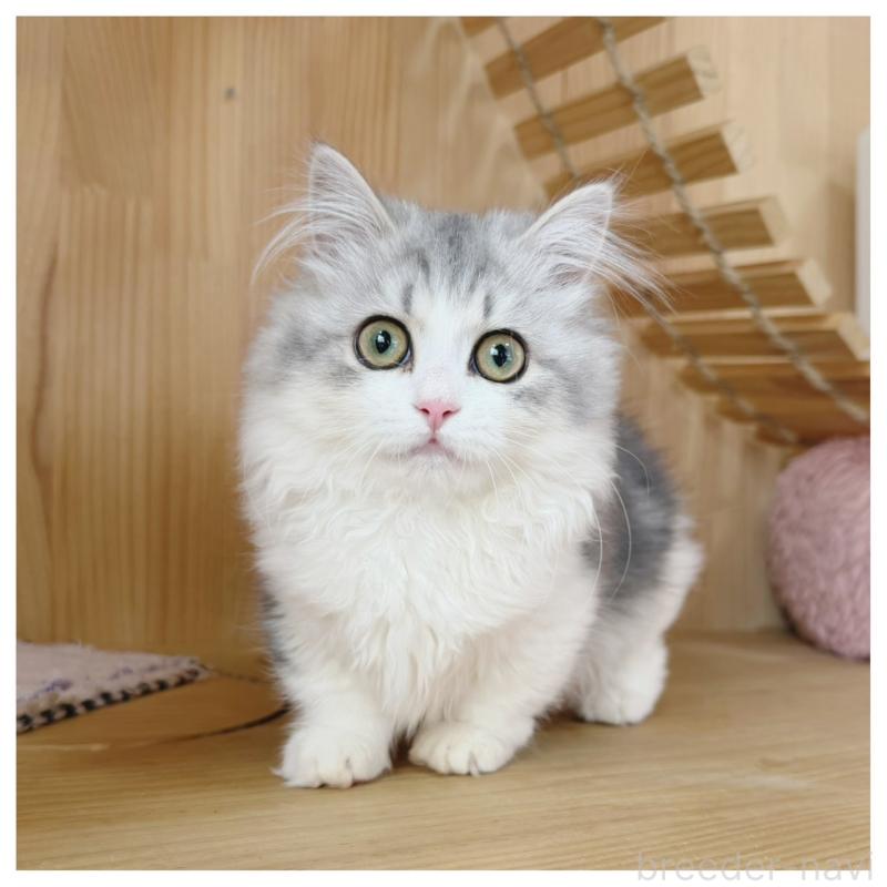 販売中の長野県のミヌエット(短足)-132746の5枚目