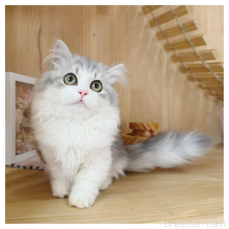 販売中の長野県のミヌエット(短足)-132746の4枚目