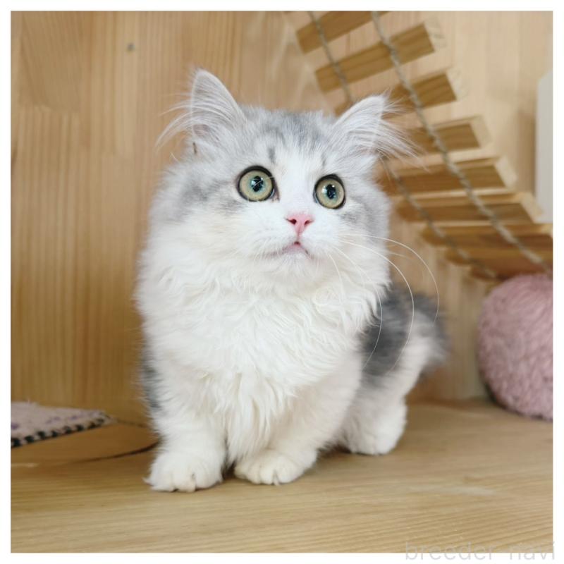 販売中の長野県のミヌエット(短足)-132746の3枚目