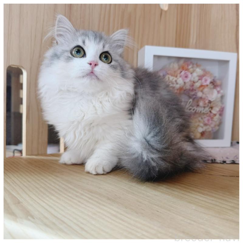 販売中の長野県のミヌエット(短足)-132746の2枚目