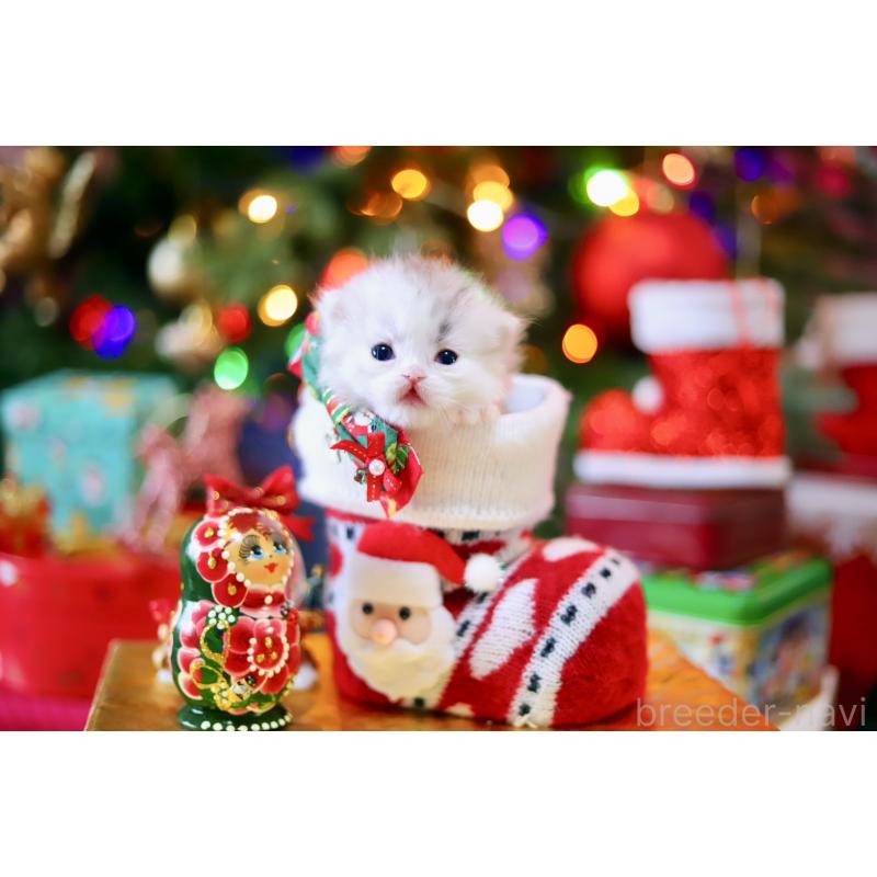 販売中の北海道のマンチカン-132747の7枚目