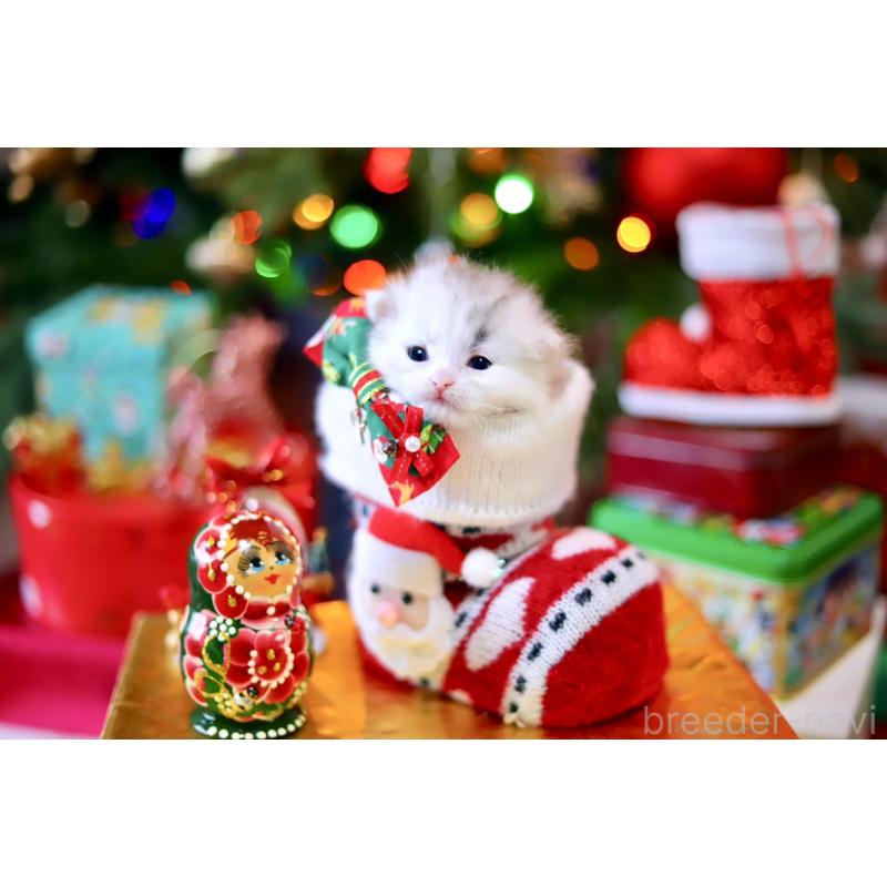 販売中の北海道のマンチカン-132747の6枚目