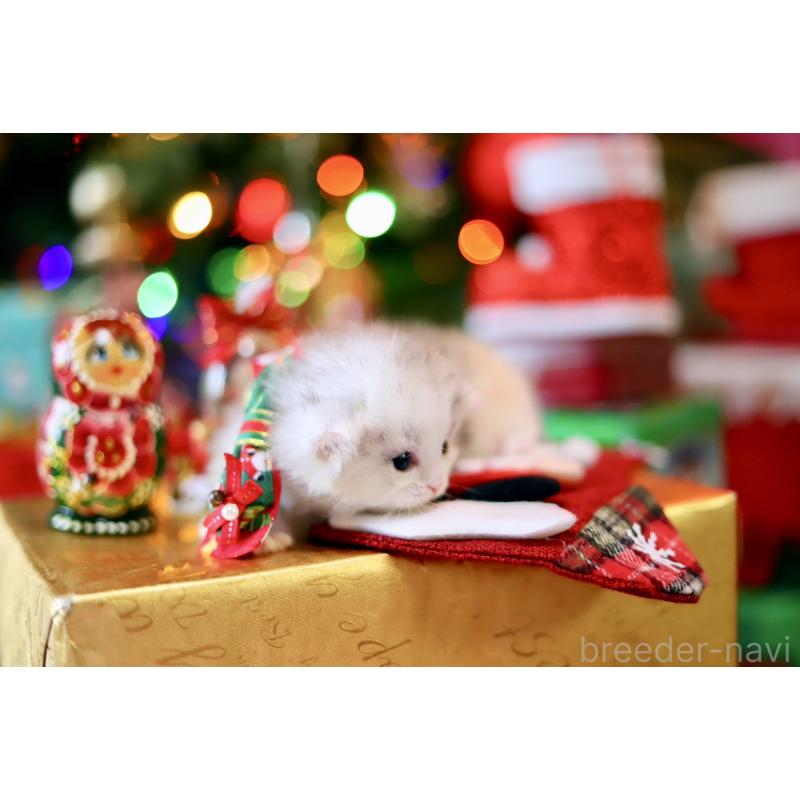 販売中の北海道のマンチカン-132747の5枚目