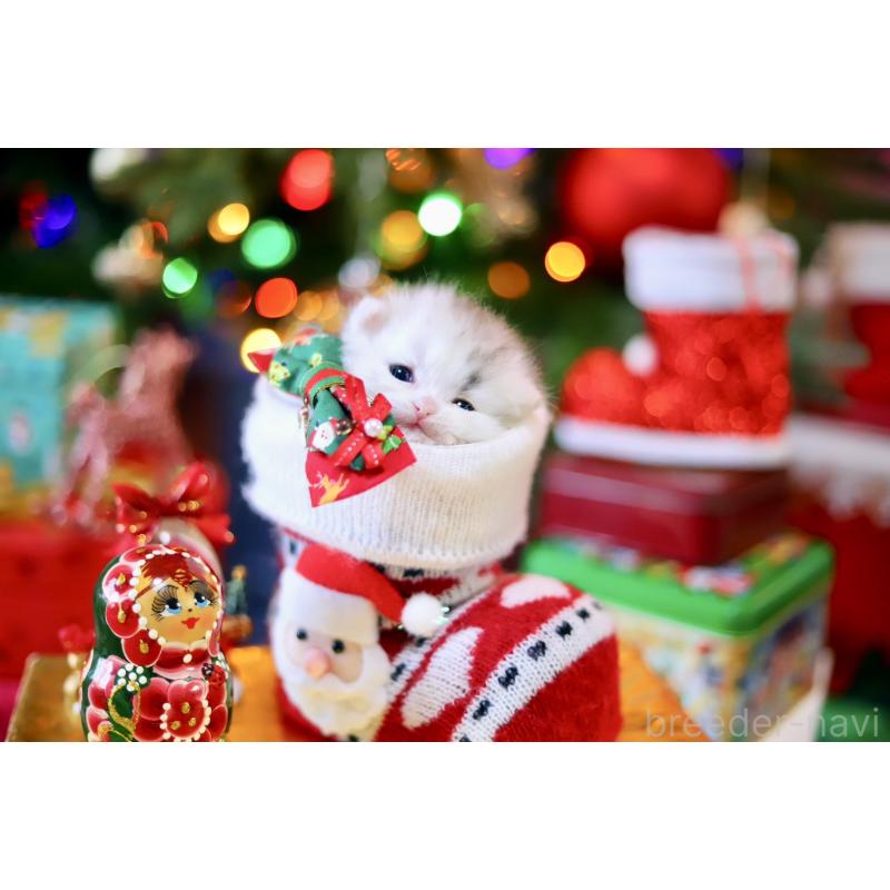 販売中の北海道のマンチカン-132747の4枚目