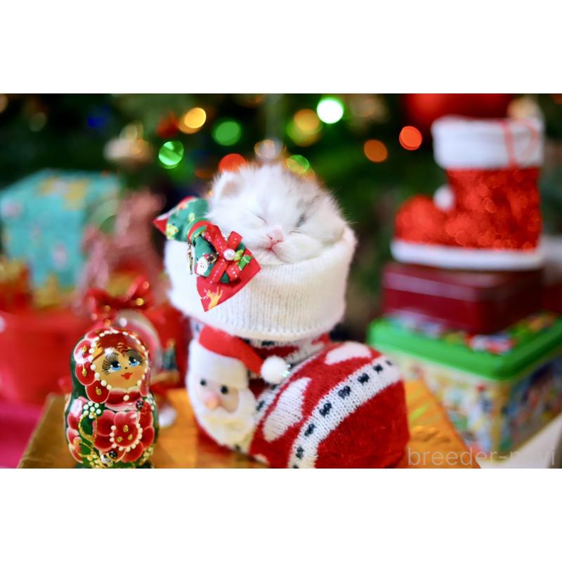 販売中の北海道のマンチカン-132747の3枚目