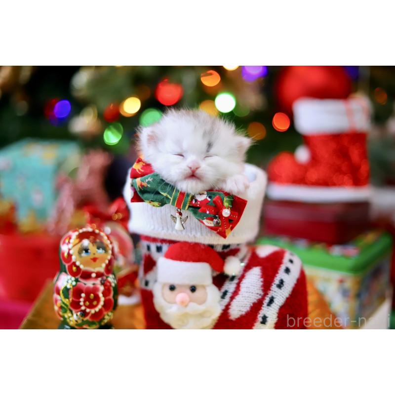 販売中の北海道のマンチカン-132747の2枚目