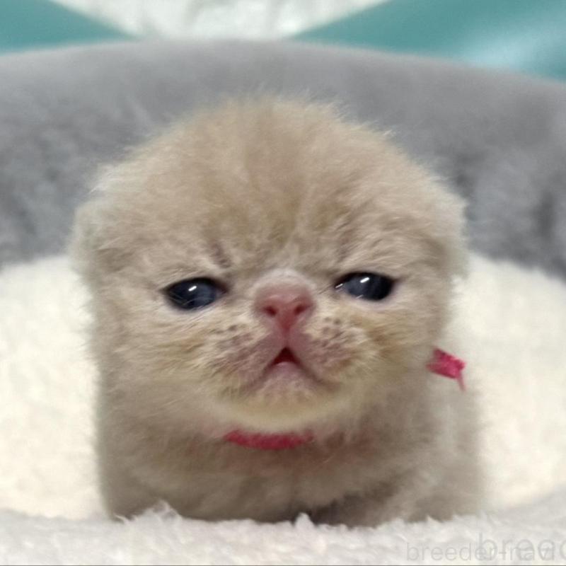 販売中の岐阜県のエキゾチックショートヘア-132748の1枚目