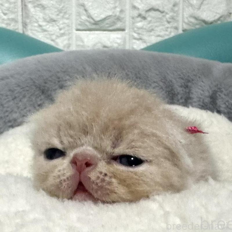 販売中の岐阜県のエキゾチックショートヘア-132748の5枚目