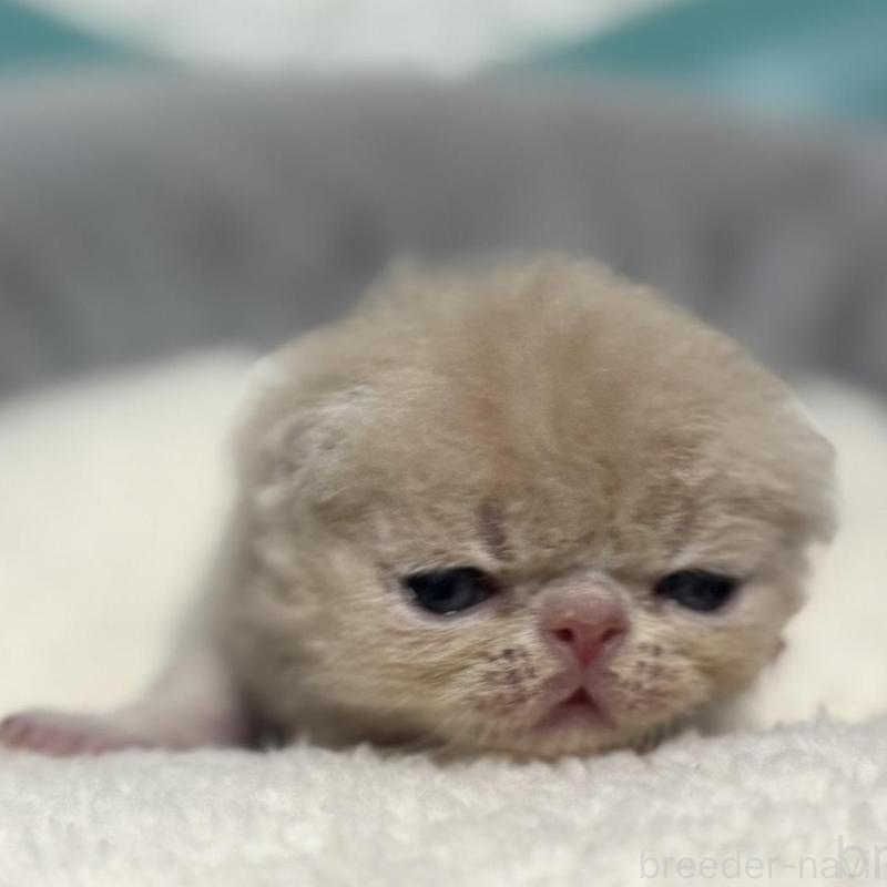 販売中の岐阜県のエキゾチックショートヘア-132748の4枚目