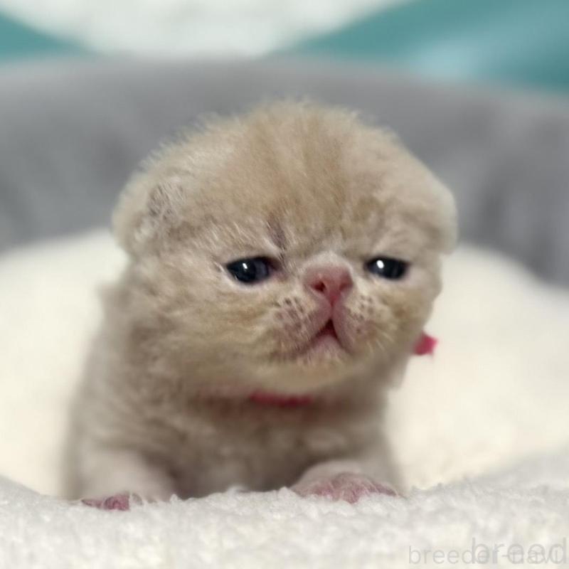 販売中の岐阜県のエキゾチックショートヘア-132748の3枚目