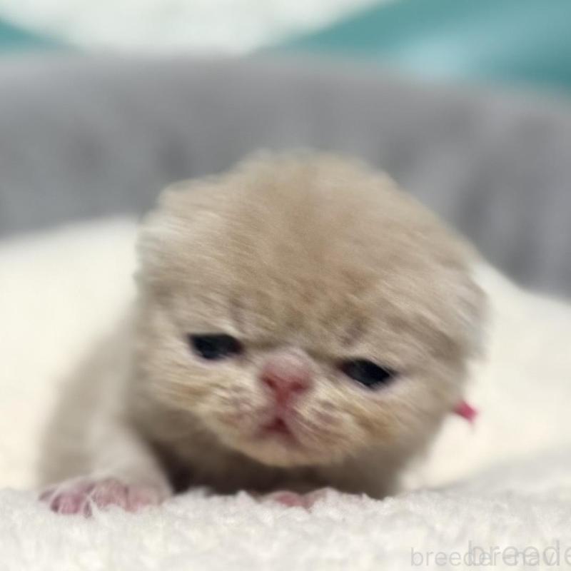 販売中の岐阜県のエキゾチックショートヘア-132748の2枚目