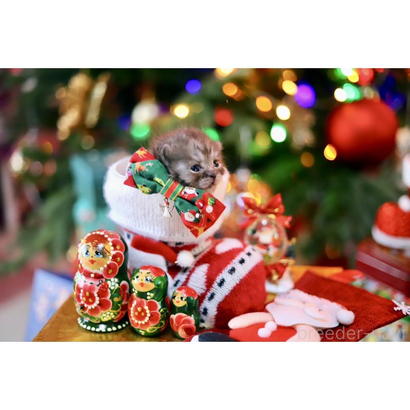 販売中の北海道のマンチカン-132745の2枚目