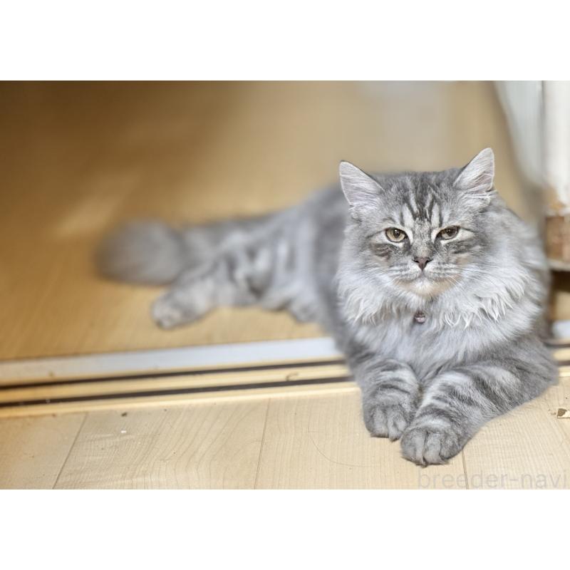 販売中の栃木県のミヌエット-126538の1枚目