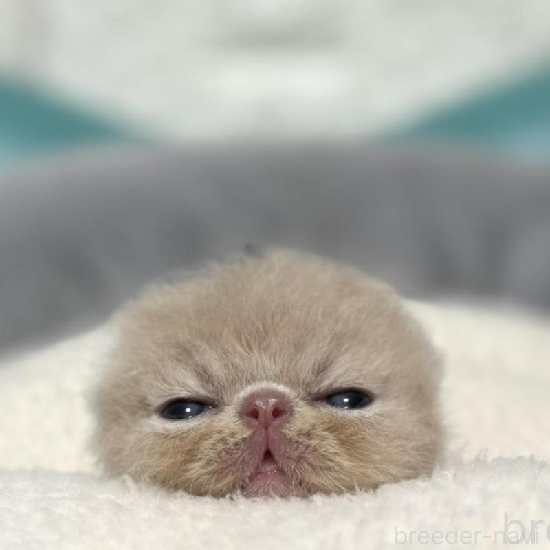 販売中の岐阜県のエキゾチックショートヘア-132749