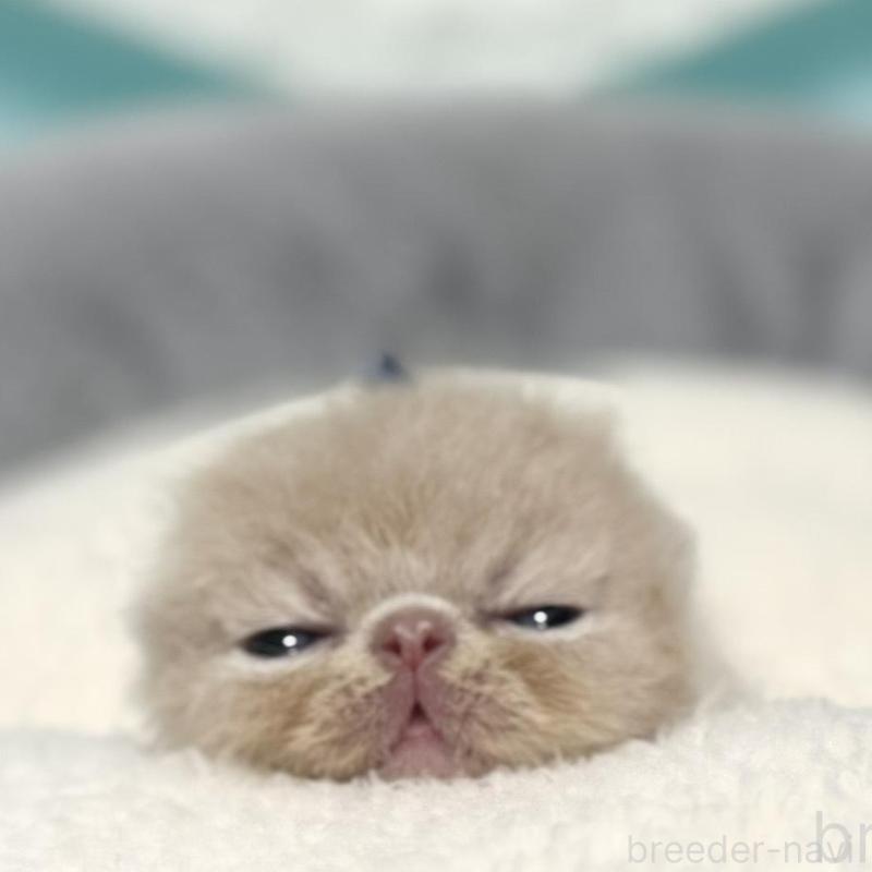 販売中の岐阜県のエキゾチックショートヘア-132749の3枚目