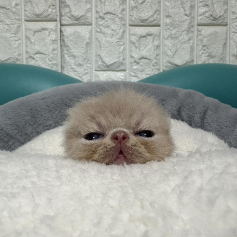 販売中の岐阜県のエキゾチックショートヘア-132749の2枚目