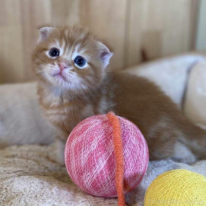 販売中の長野県のスコティッシュフォールド(折れ耳)-132750