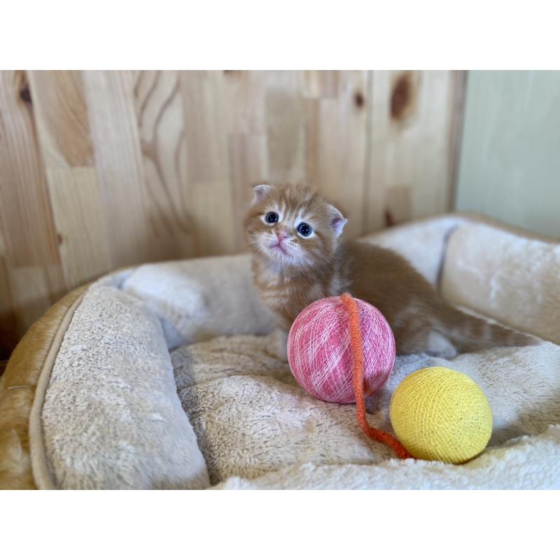 販売中の長野県のスコティッシュフォールド(折れ耳)-132750の8枚目