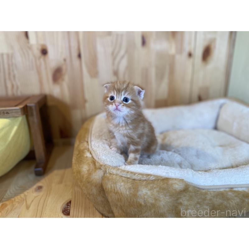 販売中の長野県のスコティッシュフォールド(折れ耳)-132750の7枚目